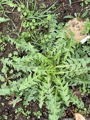 Taraxacum officinale