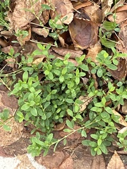 Magnoliopsida