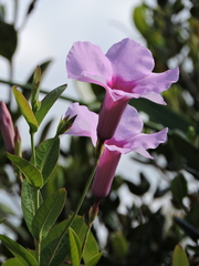 Rhabdadenia madida