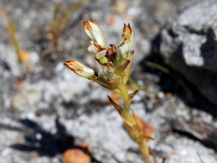 Disa bivalvata