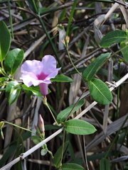 Rhabdadenia madida