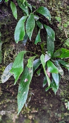 Antrophyum formosanum