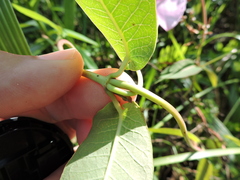 Rhabdadenia madida