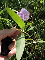 Rhabdadenia madida