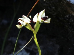 Disa bivalvata