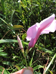 Rhabdadenia madida