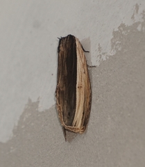 Truncaptera truncata