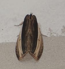 Truncaptera truncata
