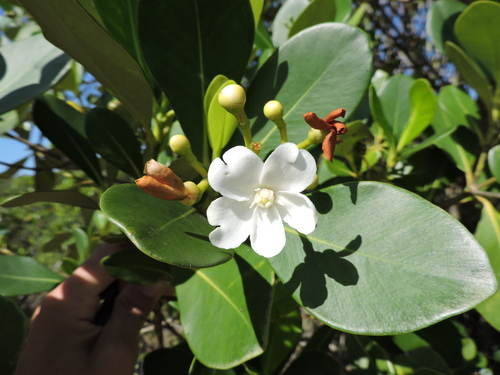 Clusia criuva (Clusia criuva)