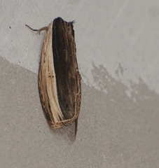 Truncaptera truncata