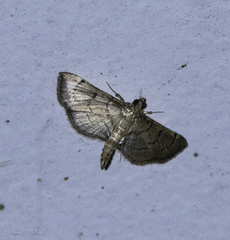 Pilocrocis ramentalis