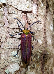 Cheloderus childrenii