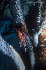 Hippocampus reidi