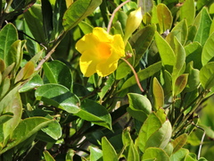 Mandevilla funiformis