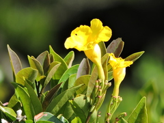 Mandevilla funiformis