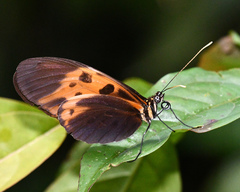 Heliconius numata bicoloratus
