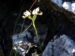 Disa bivalvata