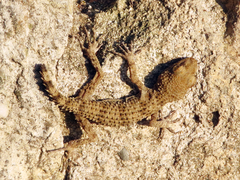 Tenuidactylus caspius