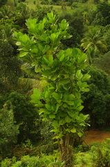 Anthocleista amplexicaulis