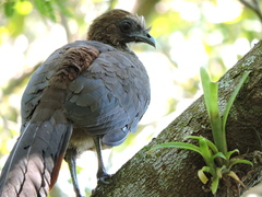 Ortalis squamata