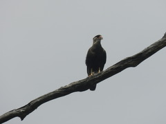 Caracara plancus