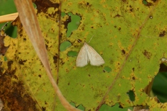 Udea lutealis