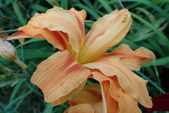 Hemerocallis fulva