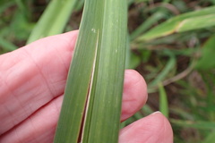 Hemerocallis fulva