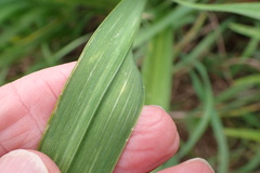 Hemerocallis fulva