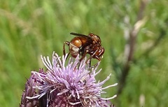 Sicus ferrugineus