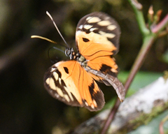 Heliconius numata