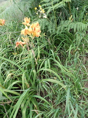 Hemerocallis fulva