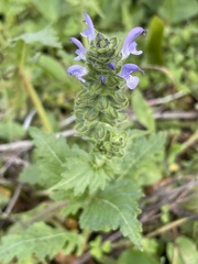 Salvia verbenaca