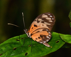 Heliconius numata tarapotensis