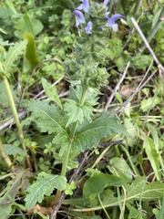 Salvia verbenaca
