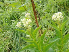 Hasteola suaveolens