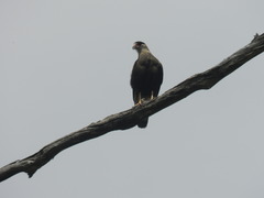 Caracara plancus