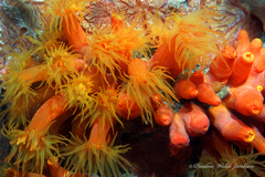 Tubastraea coccinea