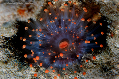 Pseudocorynactis caribbeorum