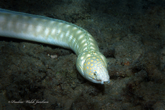 Myrichthys breviceps