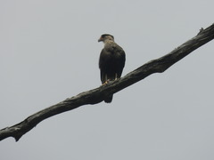 Caracara plancus