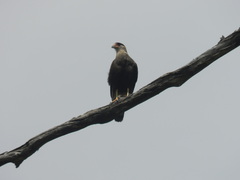 Caracara plancus