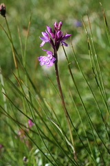 Dactylorhiza traunsteineri