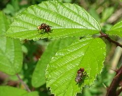 Sicus ferrugineus