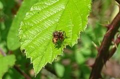 Sicus ferrugineus