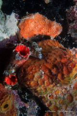 Canthigaster rostrata