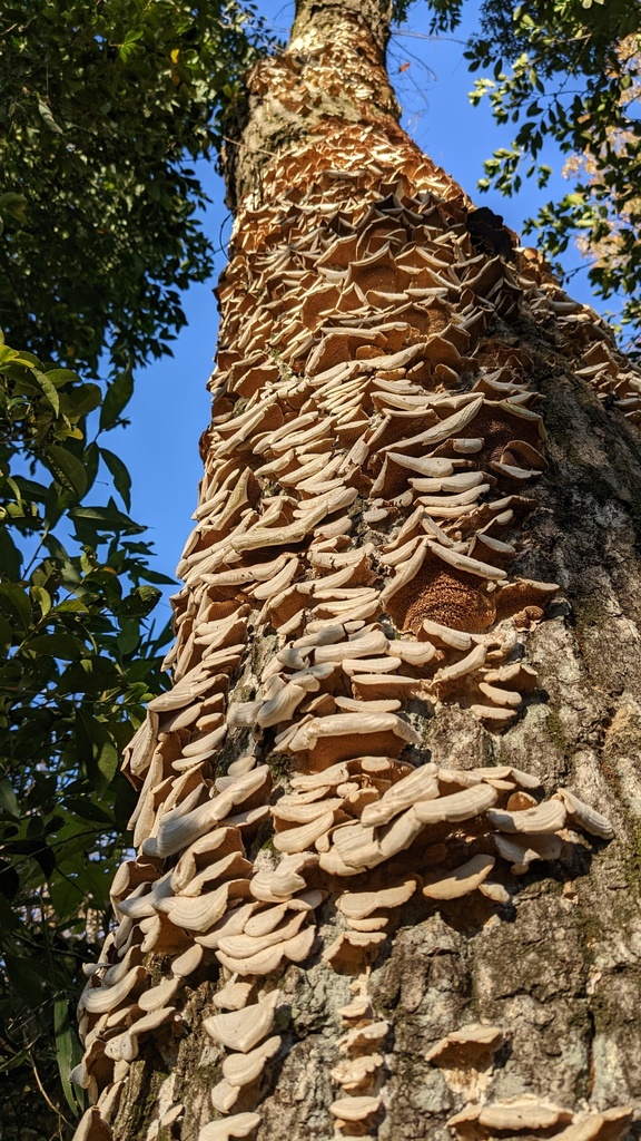 Trichaptum biforme · December 2022 · photo: © atsushi_nakajima_cirque (iNaturalist, cc-by)