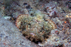 Scorpaena plumieri