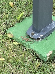 Leiocephalus personatus