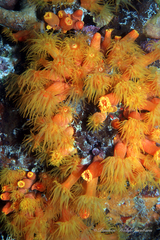 Tubastraea coccinea